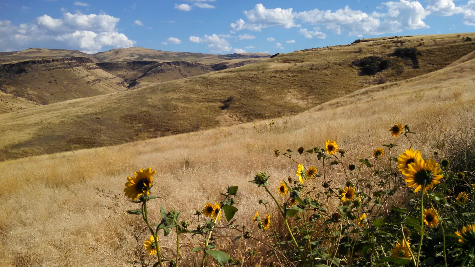 Idaho Scene